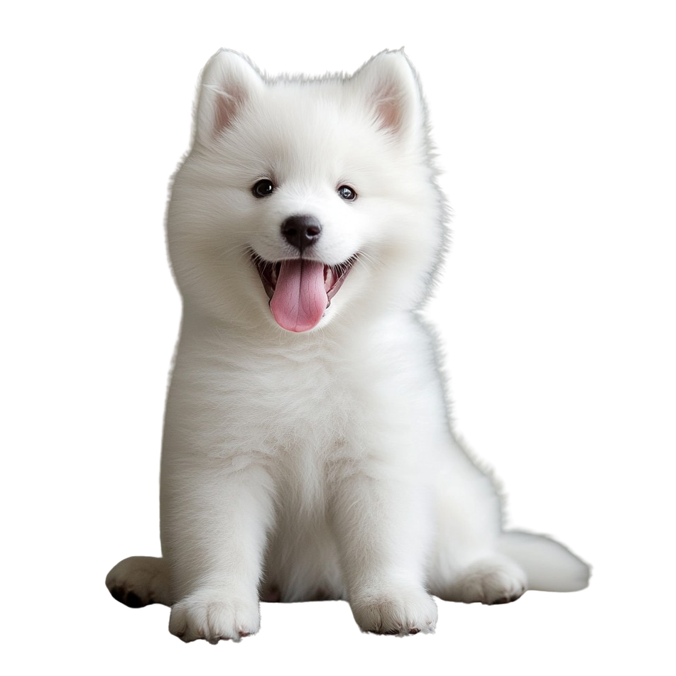 SAMOYEDE