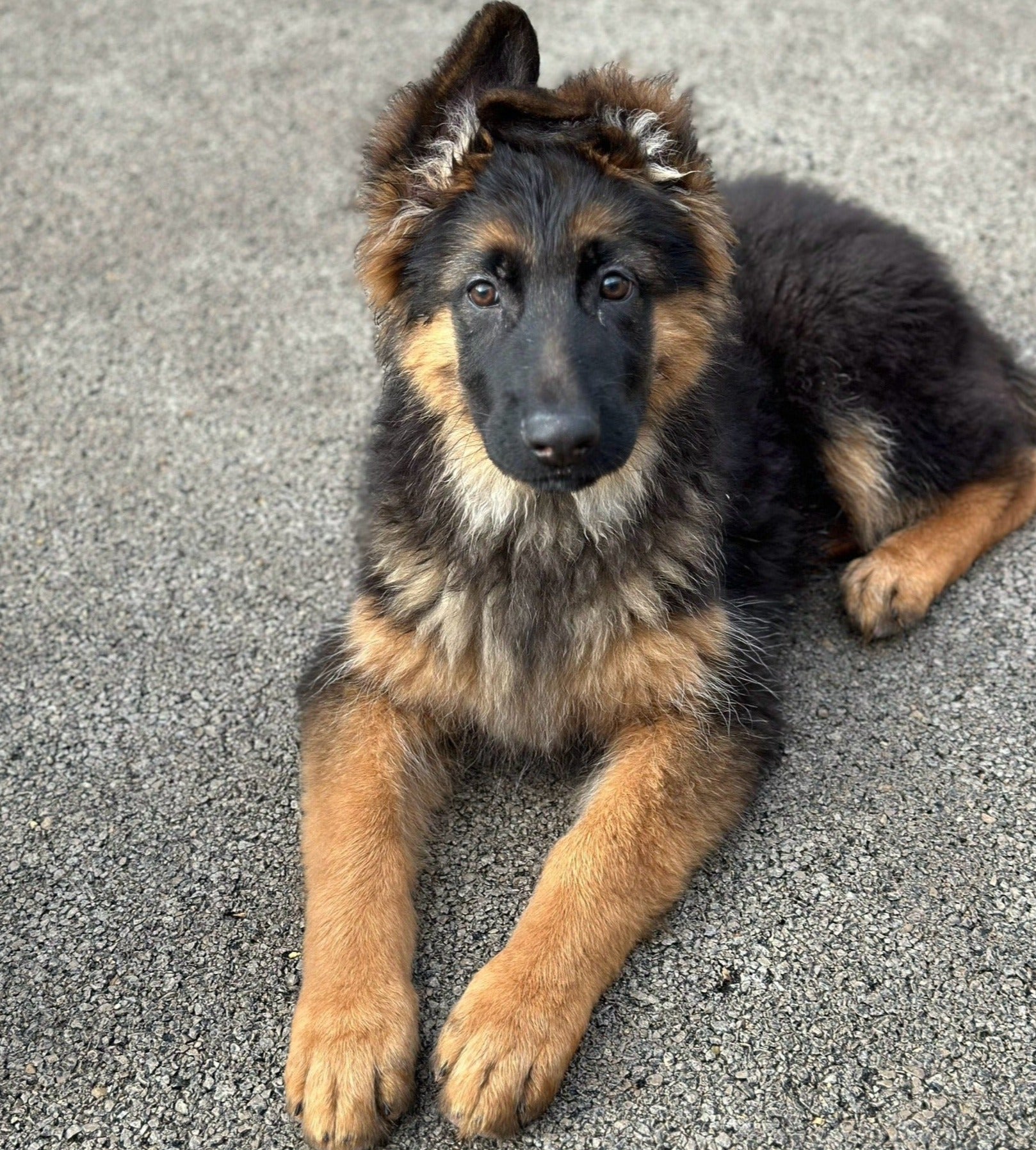 Chiot Berger Allemand Acheter et réserver un chiot Berger Allemand