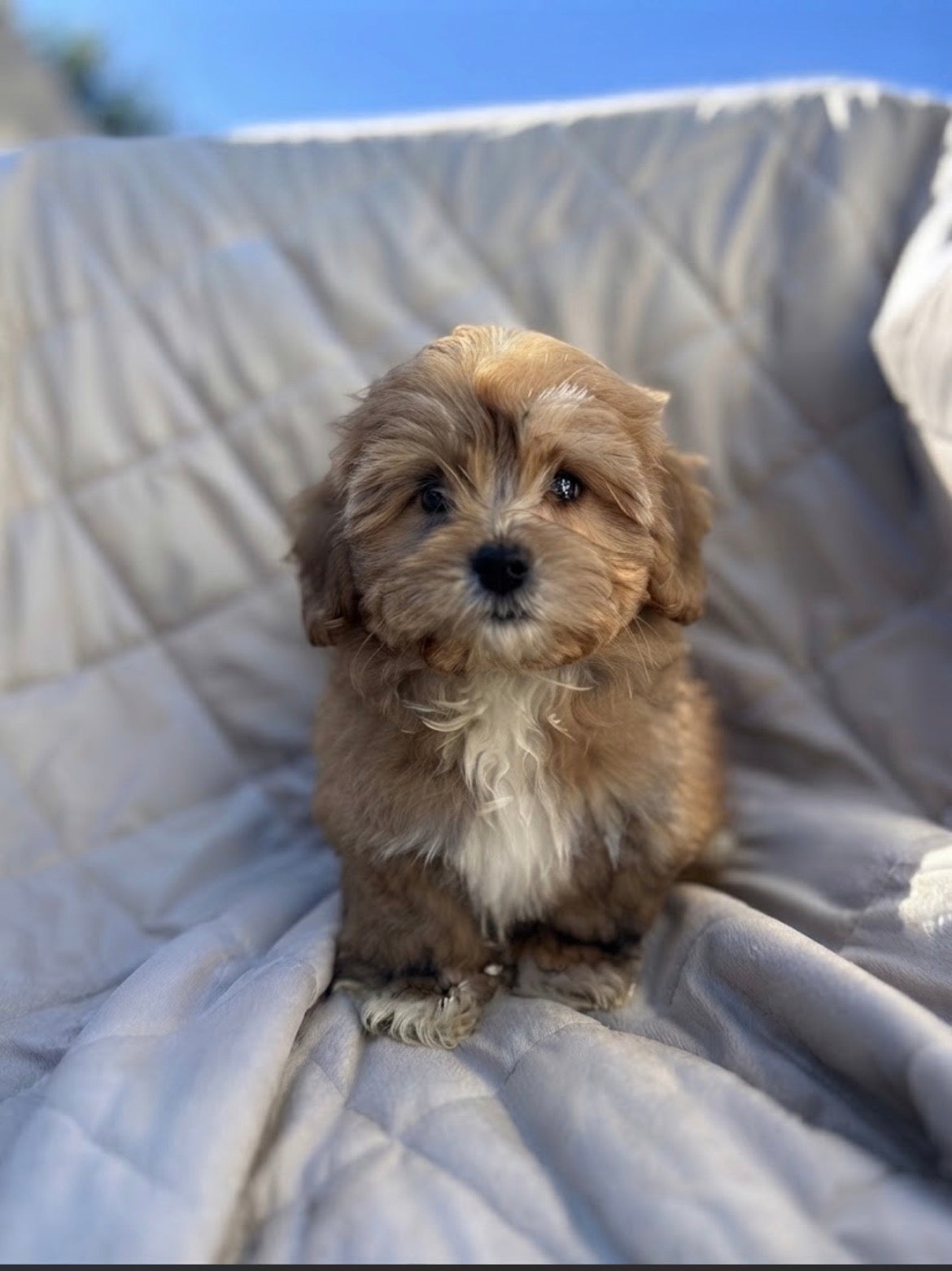 x bichon havanais 4960