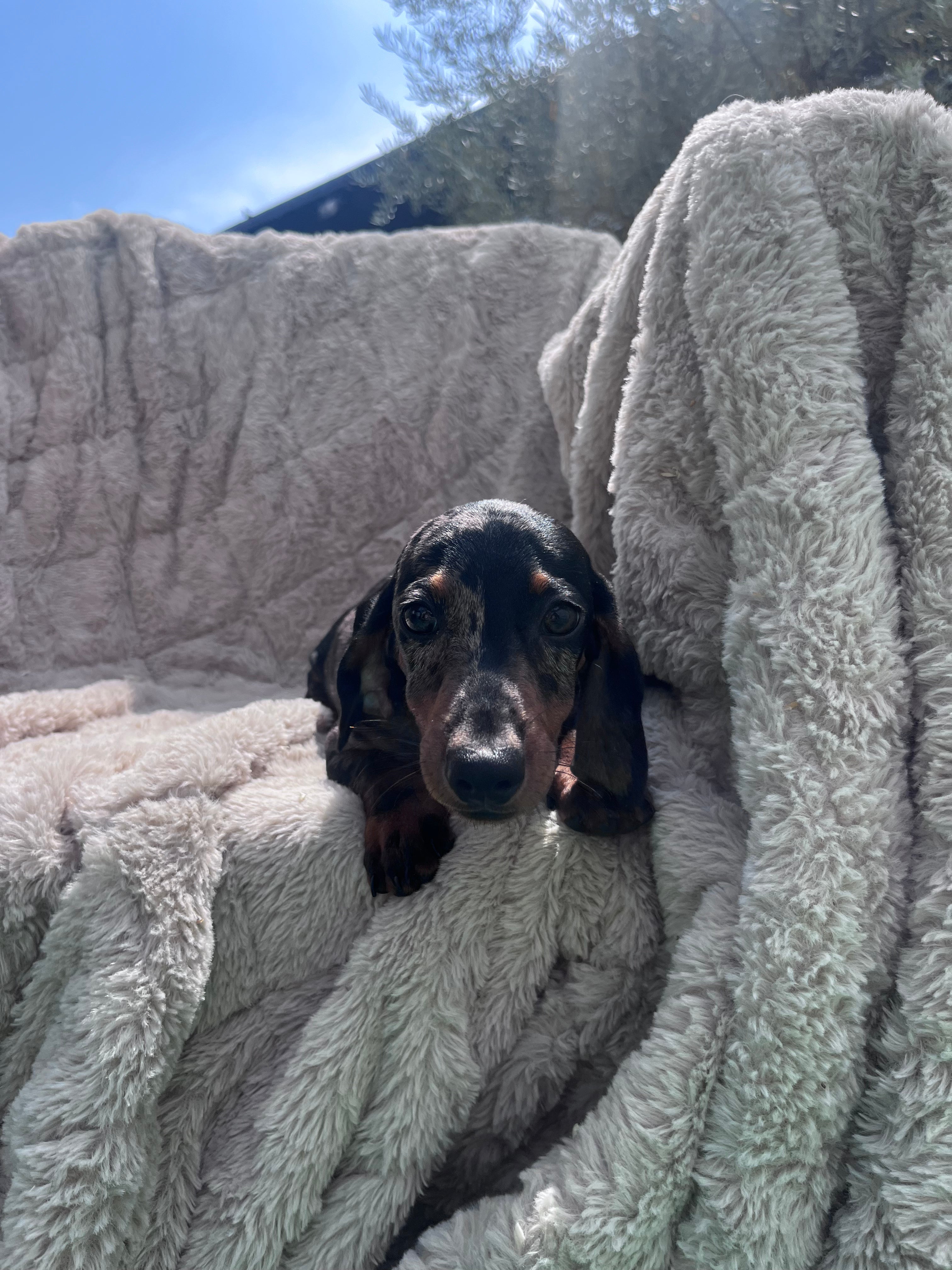 7007 black harlequin