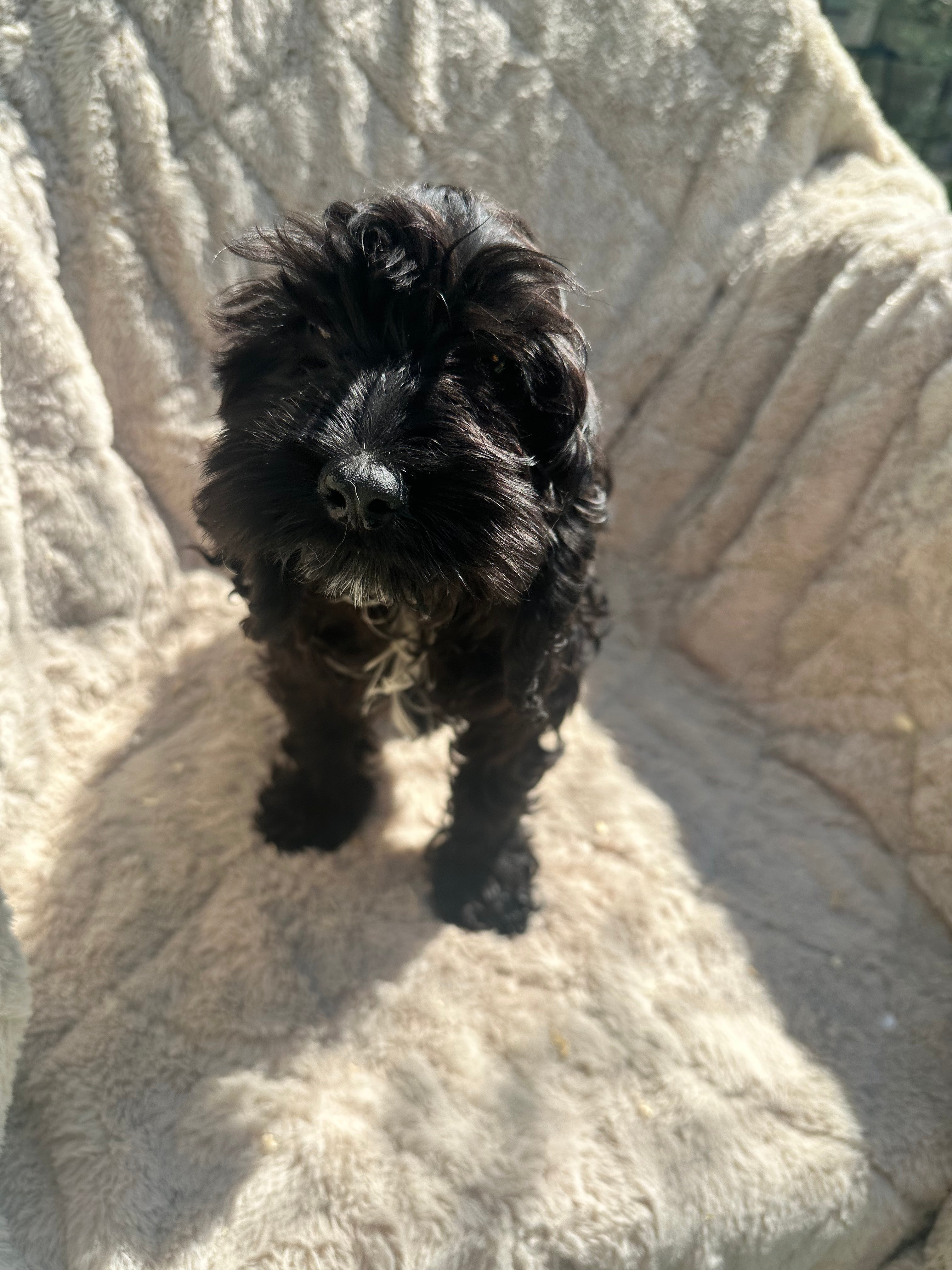 Cockapoo 6808