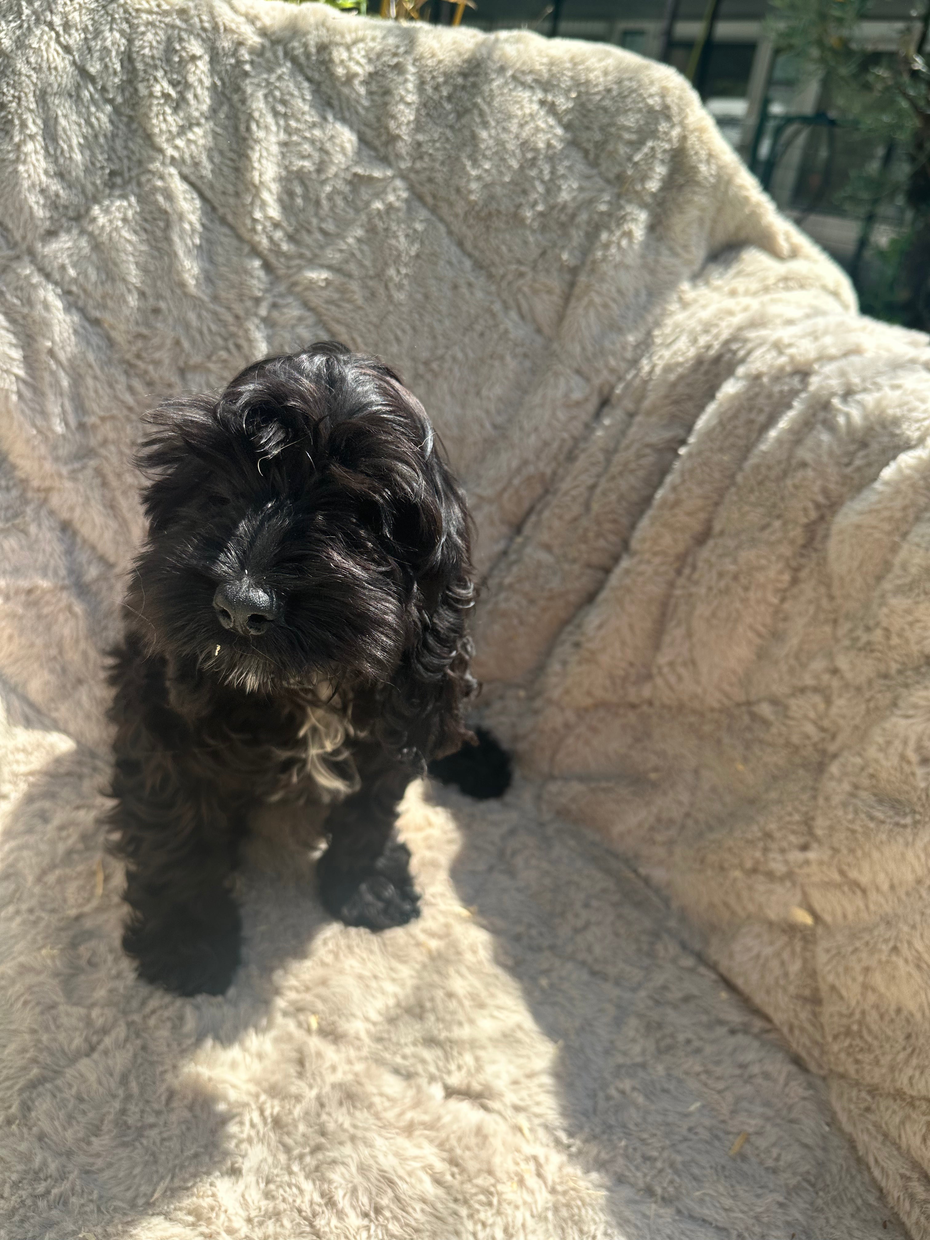 Cockapoo 6808