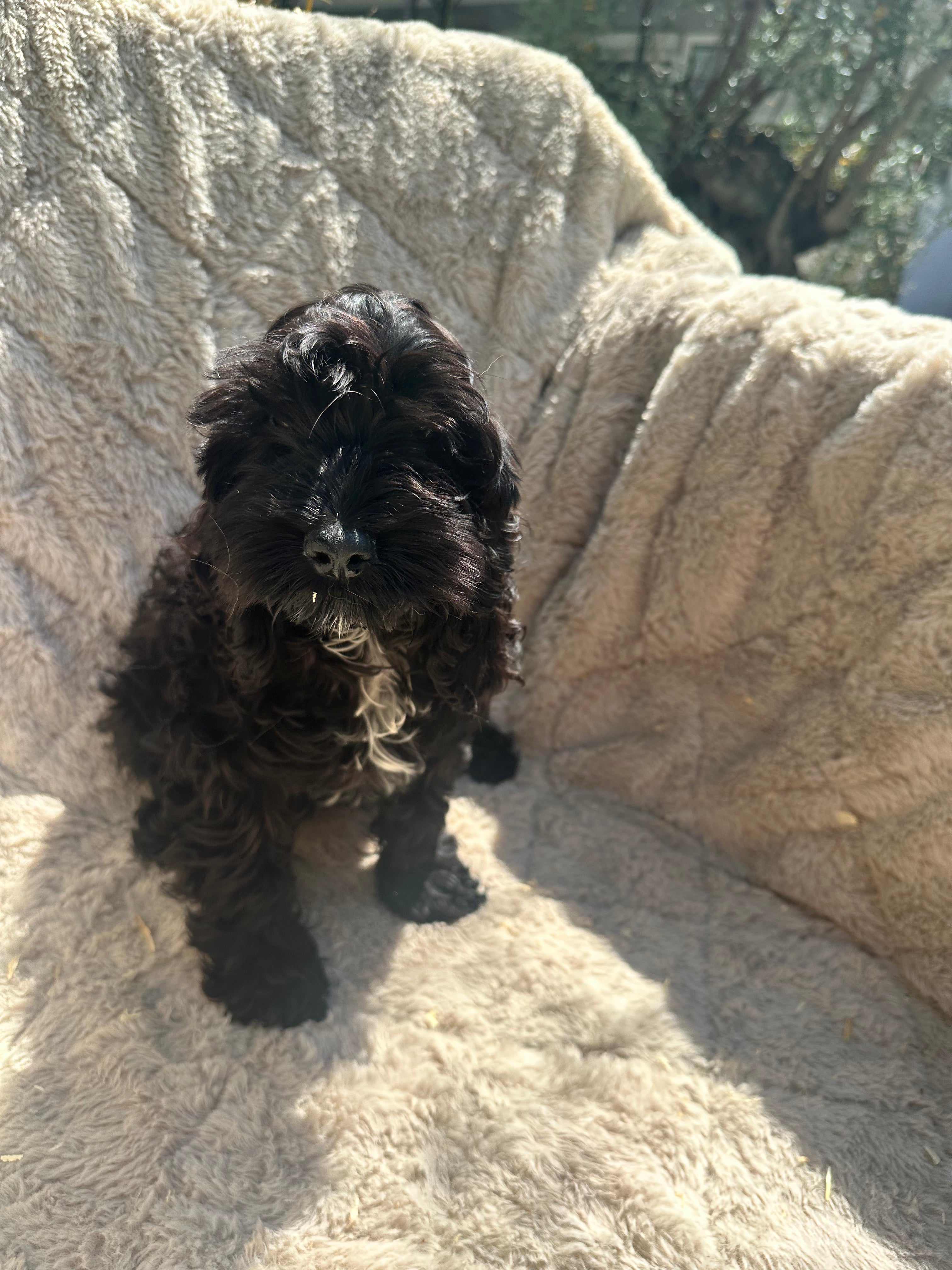 Cockapoo 6808