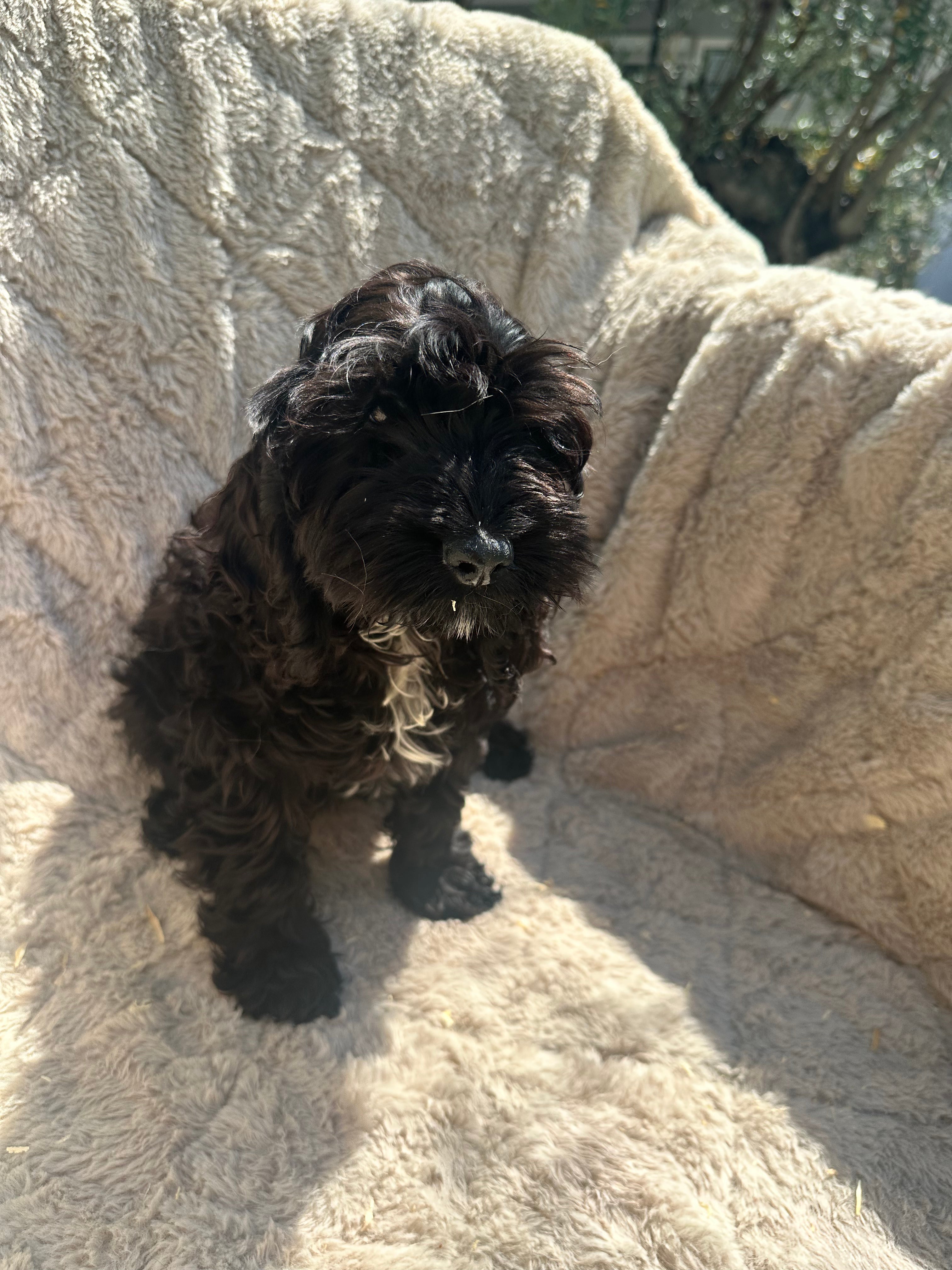 Cockapoo 6808