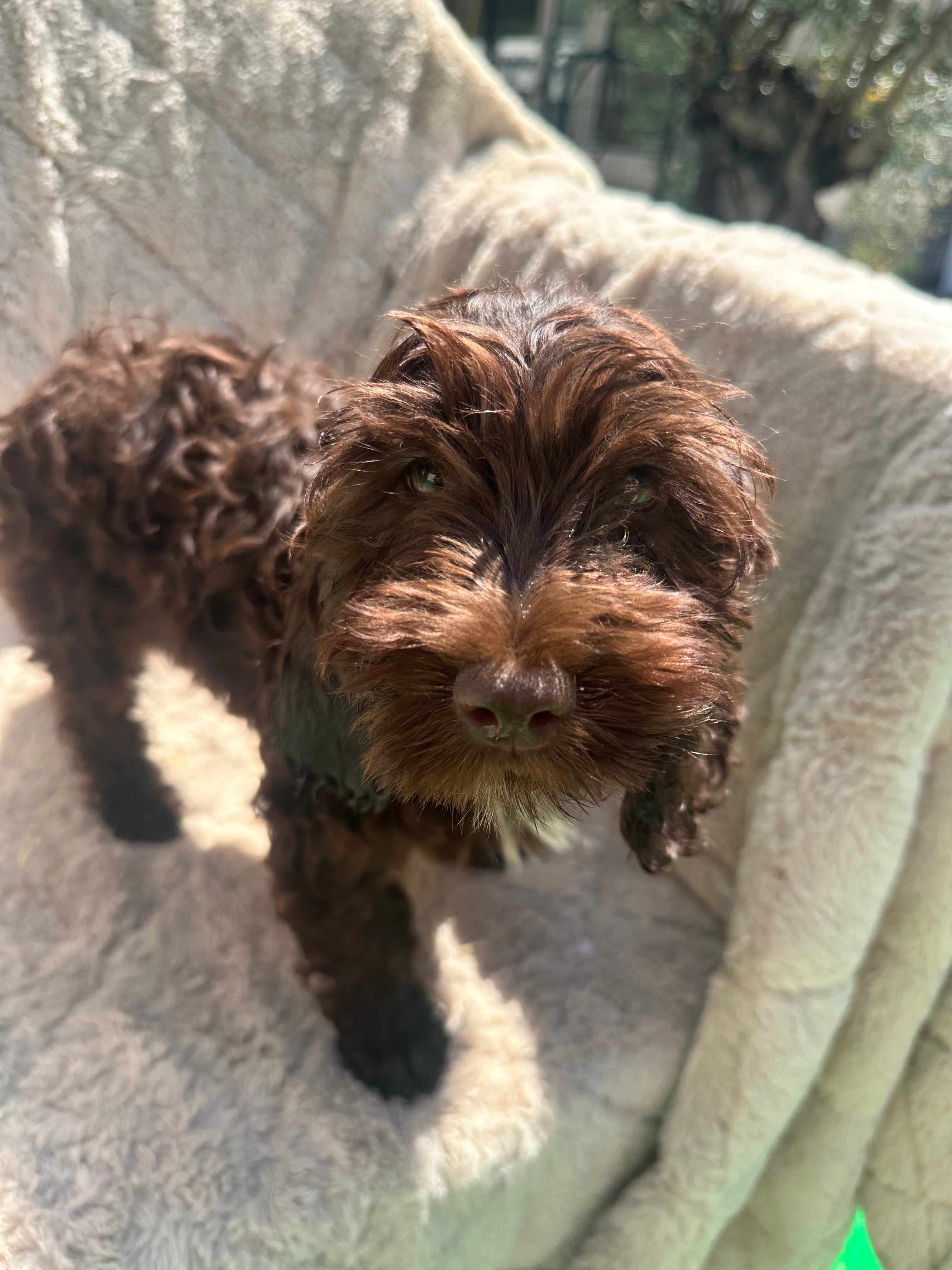 Cockapoo 6802