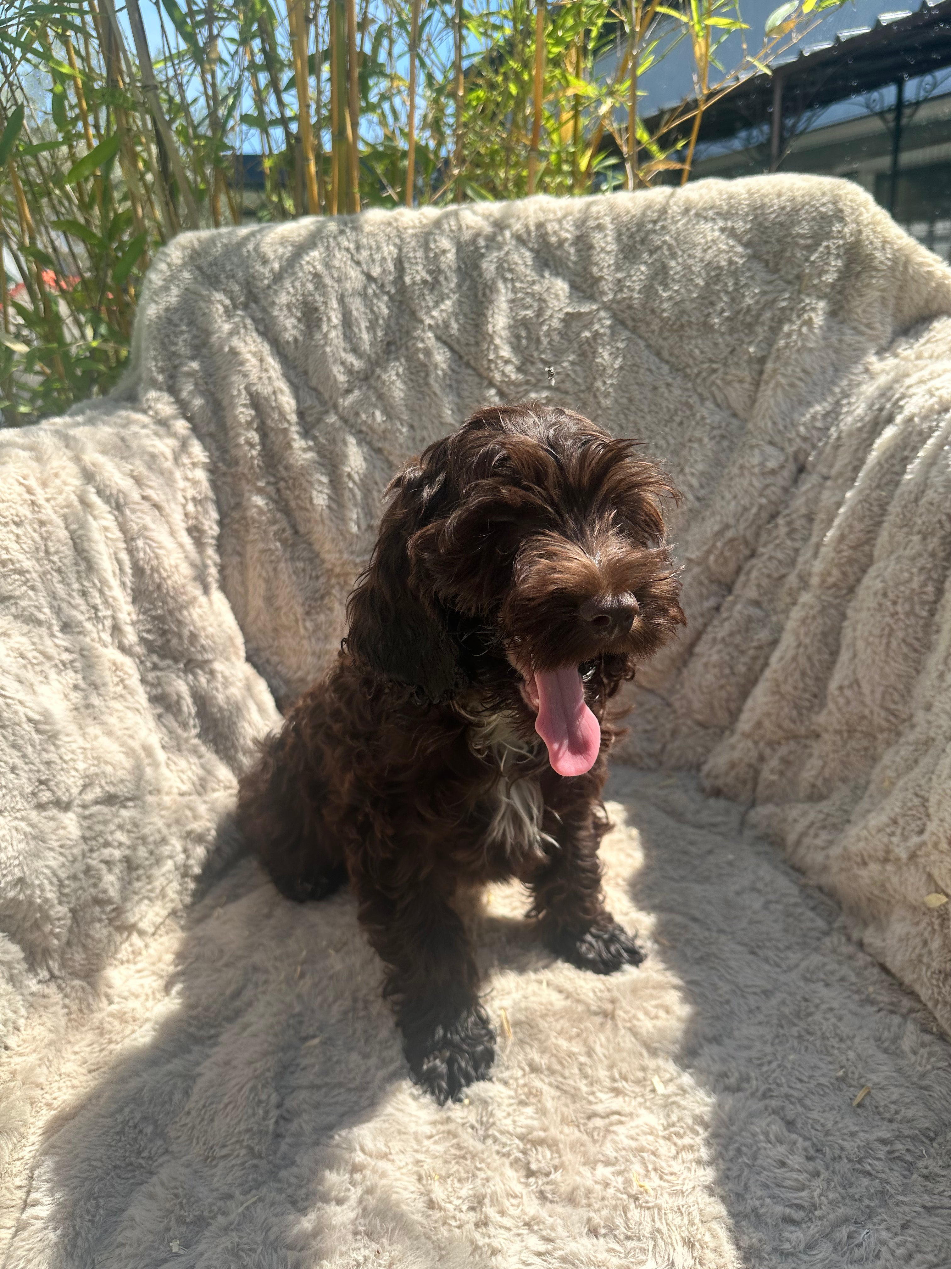 Cockapoo 6802