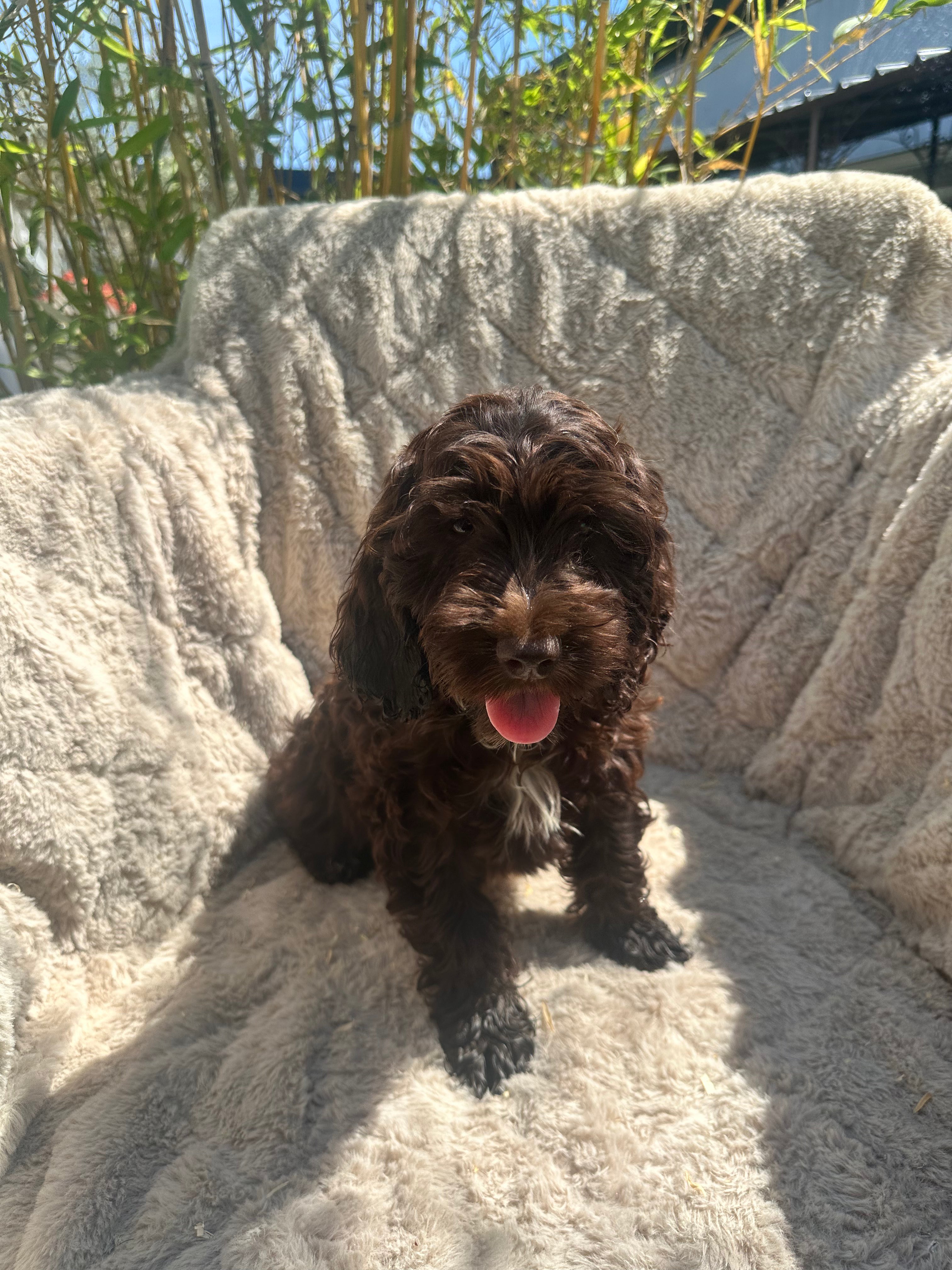 Cockapoo 6802