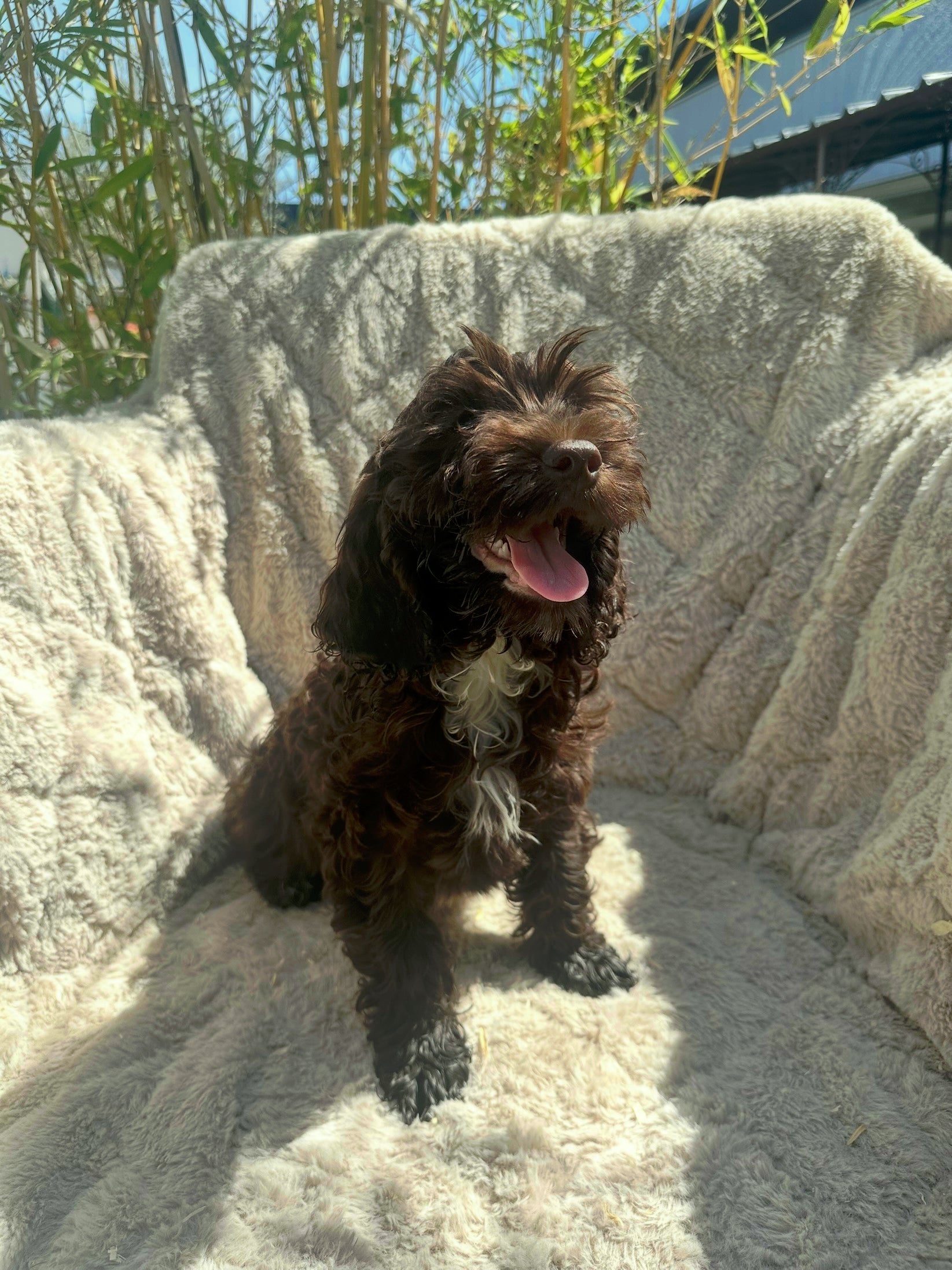 Cockapoo 6802
