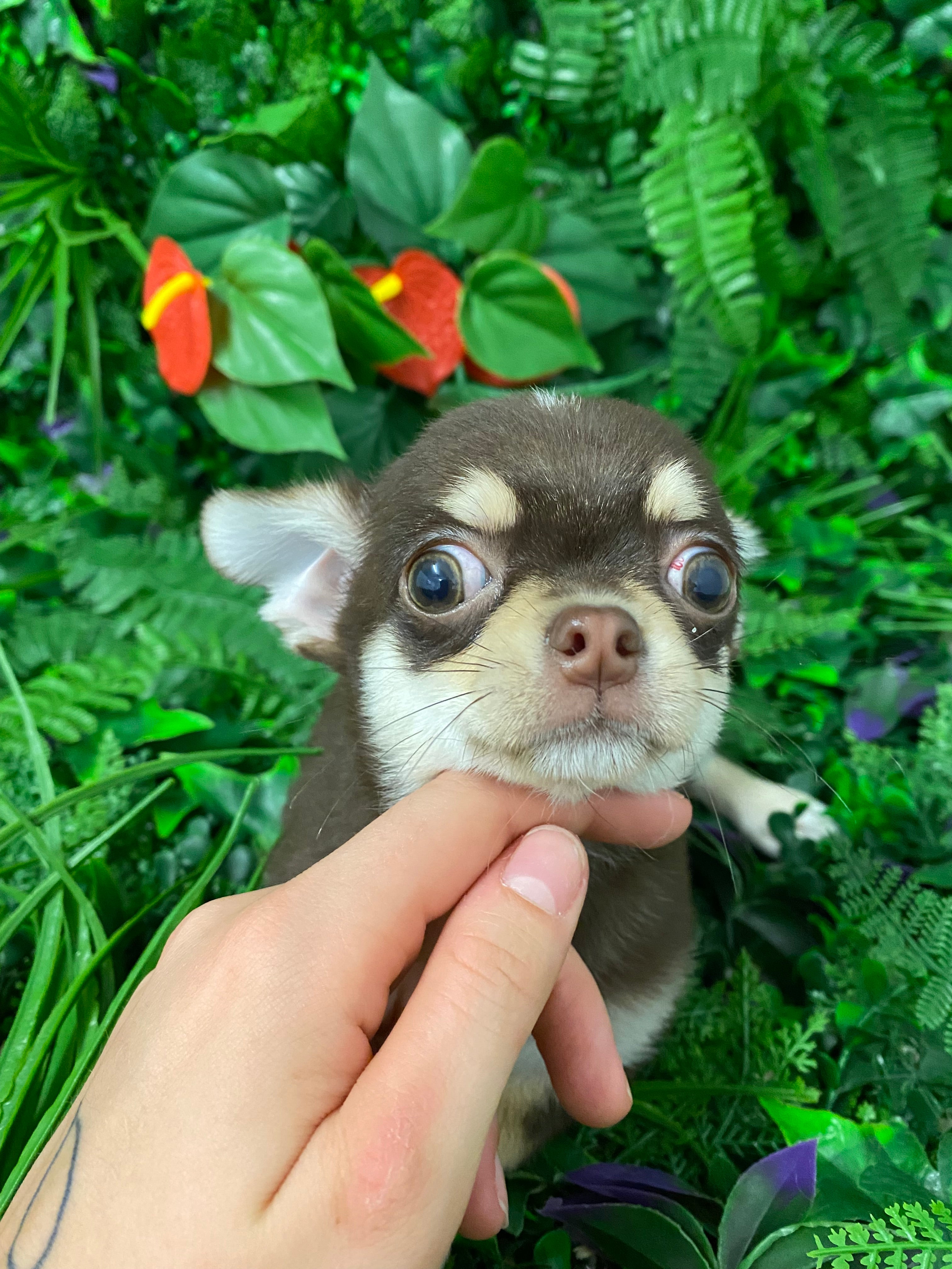 chiot-chihuahua-acheter-et-r-server-un-chiot-chihuahua-chiots-com